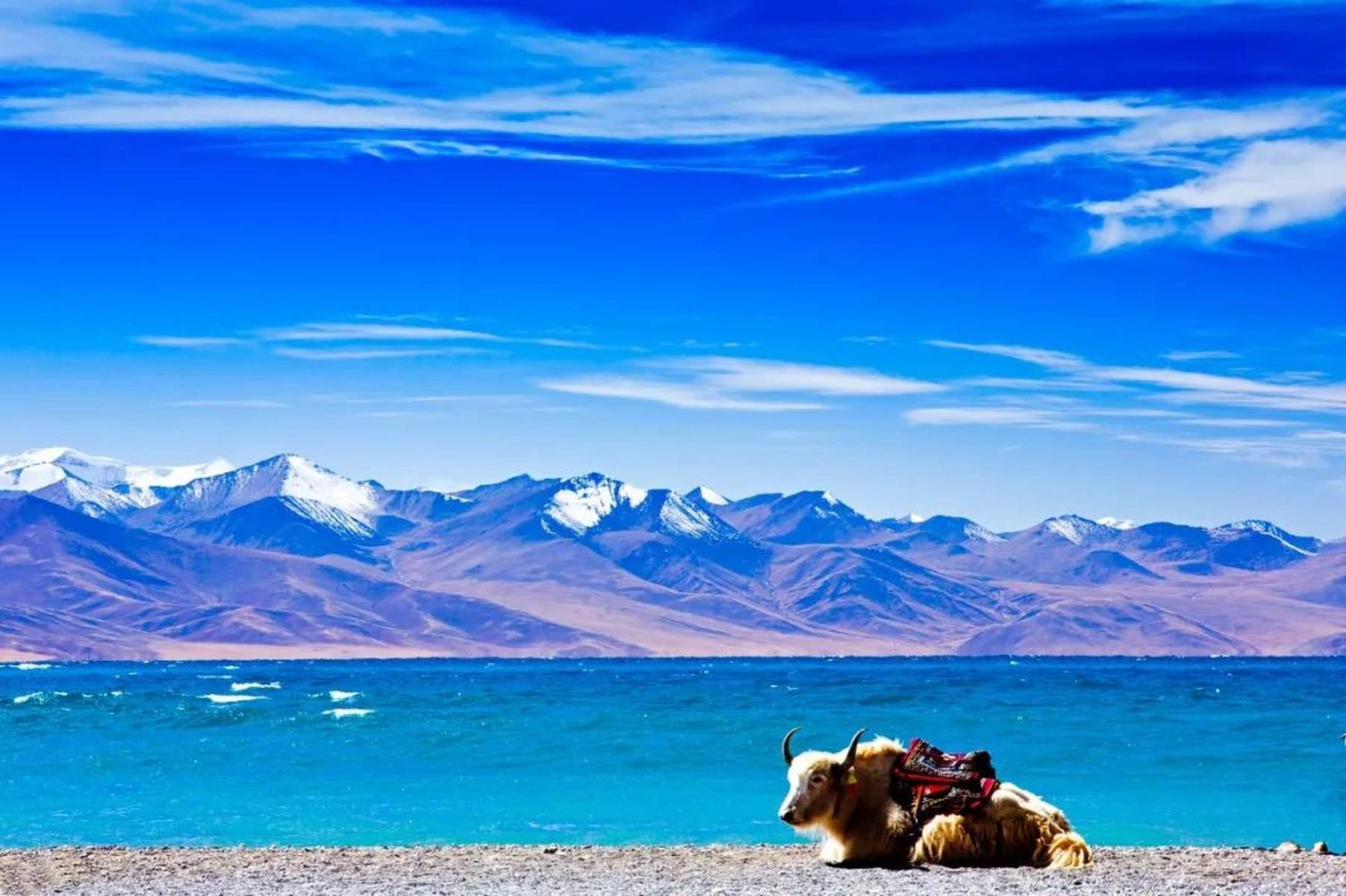 探寻灵魂净土,西藏之旅,自由心灵的诗篇